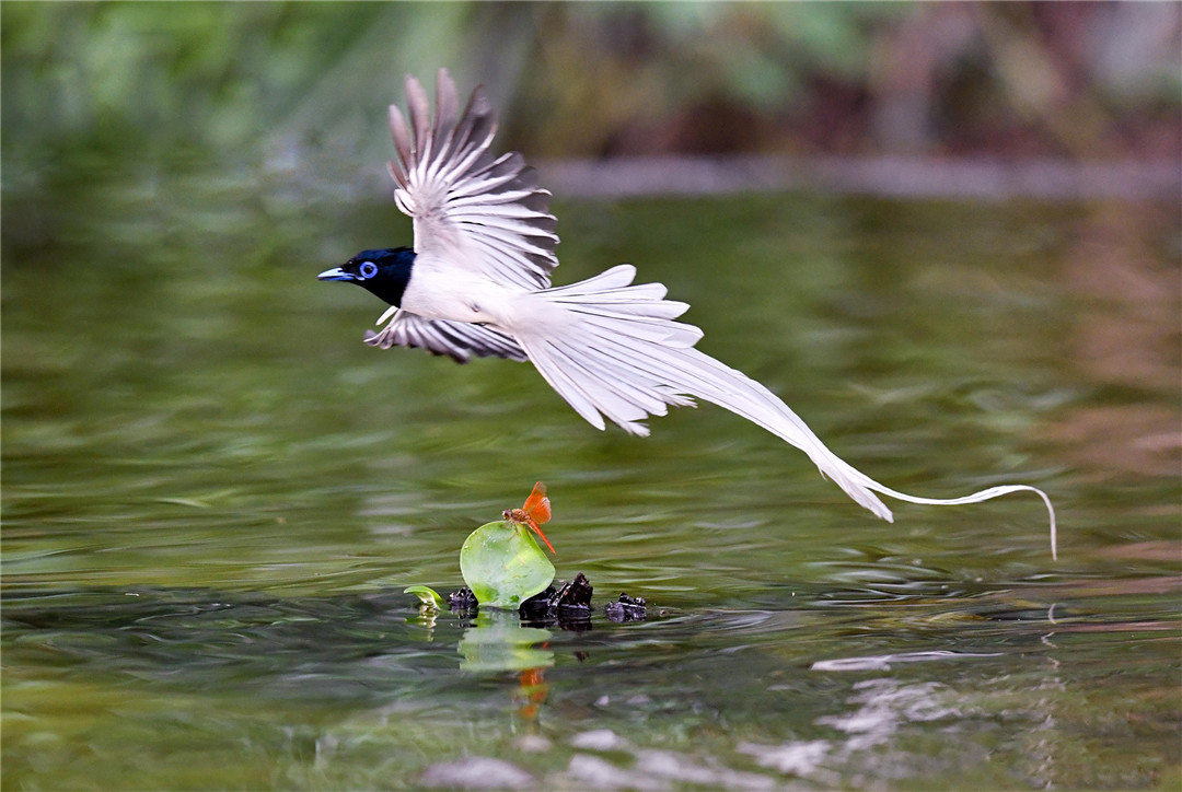 重庆发现的植物新物种,重庆发现红嘴蓝鹊
