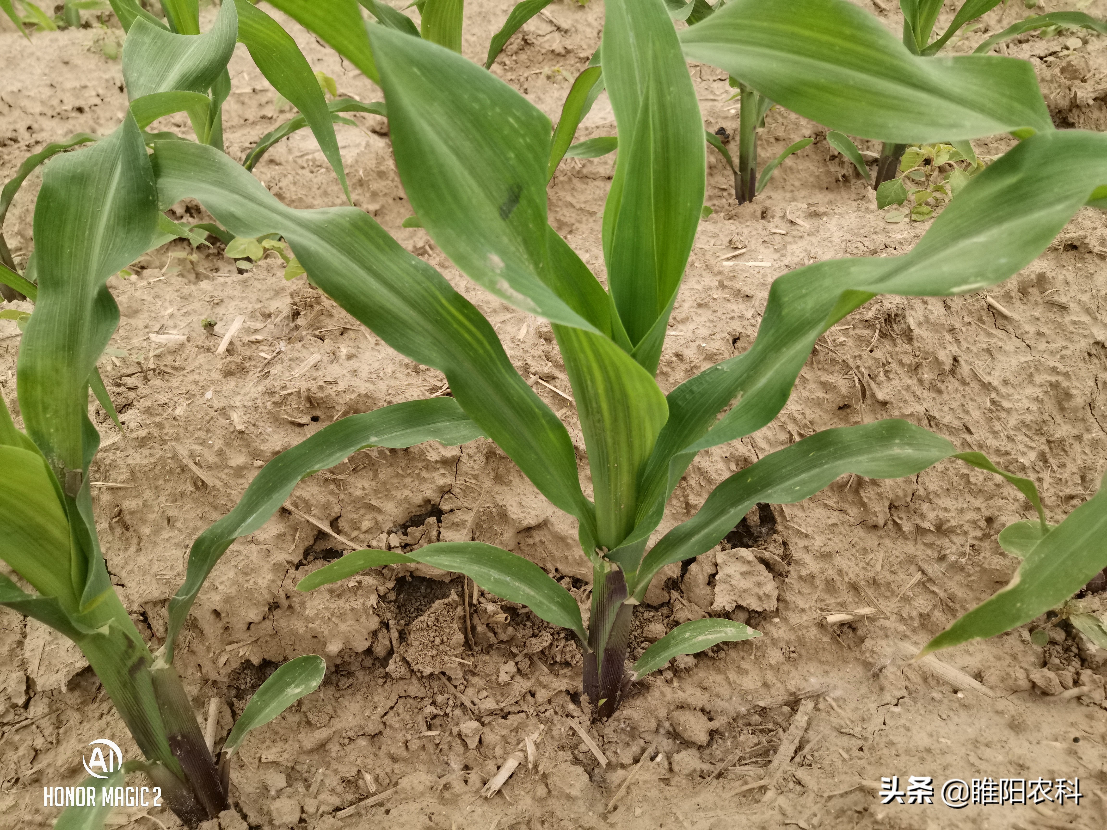 玉米专用除草剂能杀虫吗,玉米专用除草剂能打花生吗
