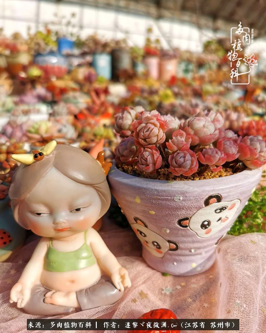 围观多肉版武林大会，一起穿越吧,下