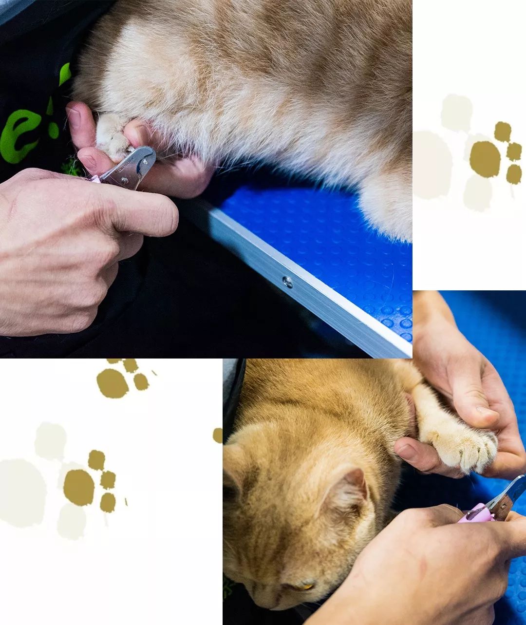 吹爆汕头这家「宠物精灵聚集地」美容、洗剪吹、零食,一应俱全…