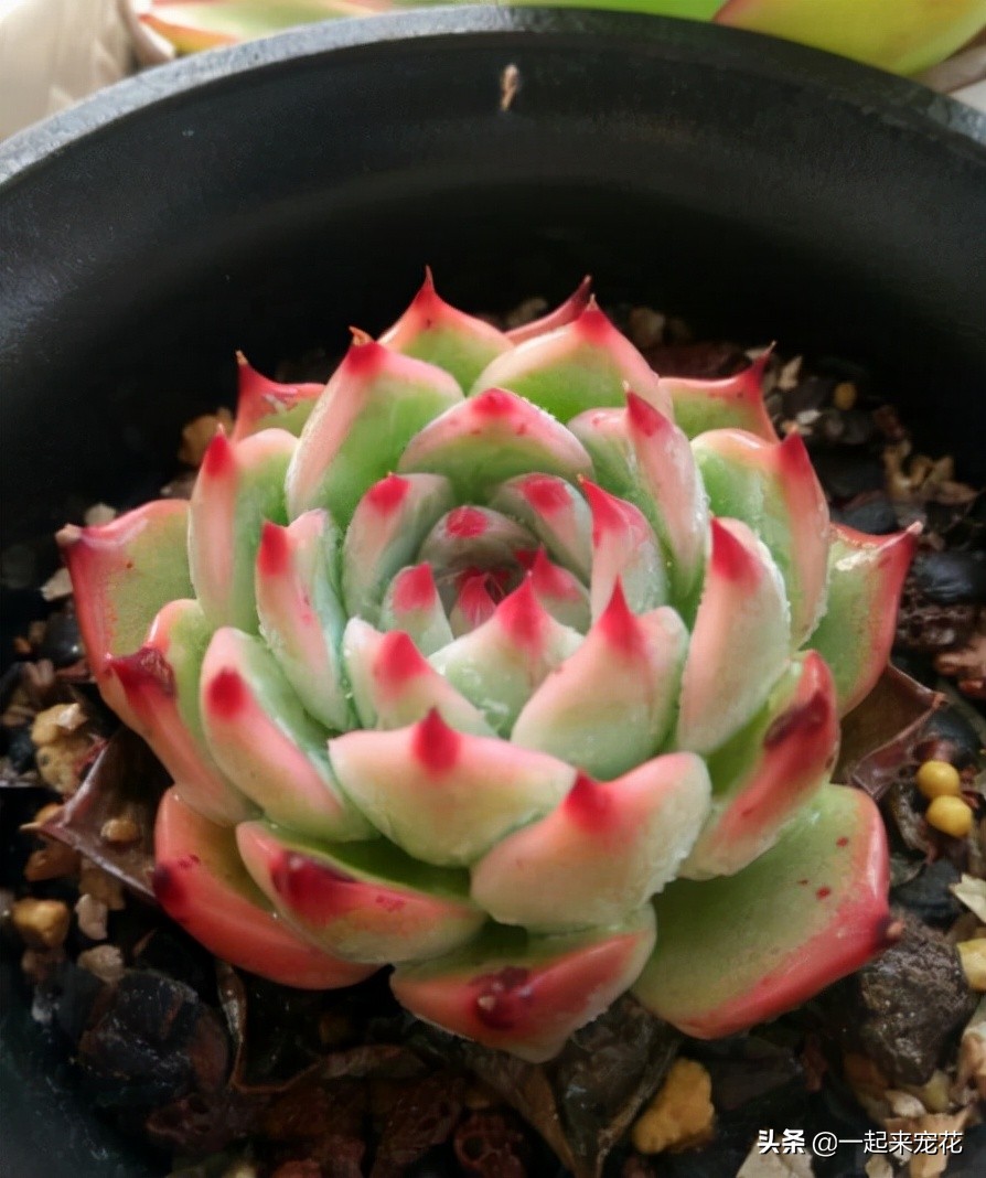 吉娃娃多肉冬天养护方法,吉娃娃类多肉怎么爆盆