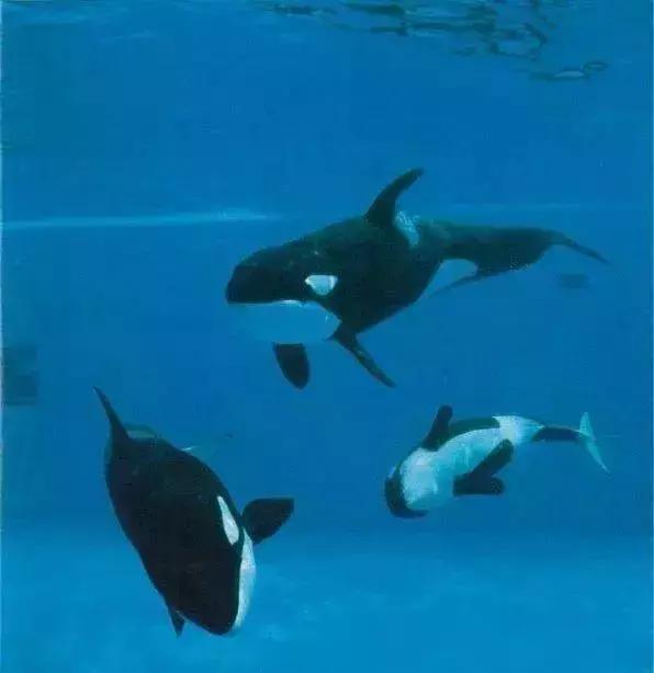 海洋馆的海洋动物表演,小孩子看的海洋动物视频