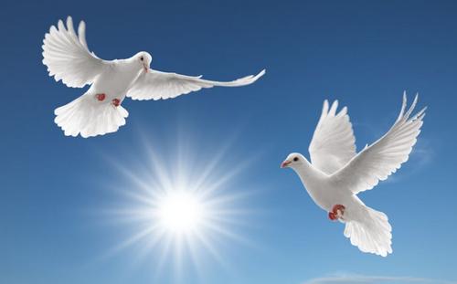 鸽子顽固性腹泻，水样粪便的病因和治疗方案