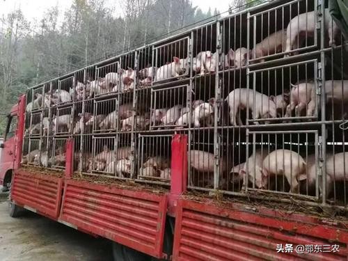 2021-2023养猪利润怎么样,农村养猪创业机会