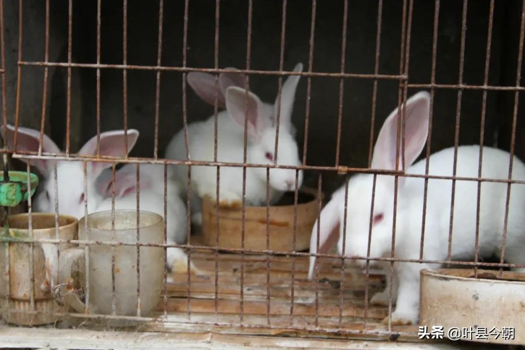 龚店镇庞小丽：人大代表变身“兔”司令