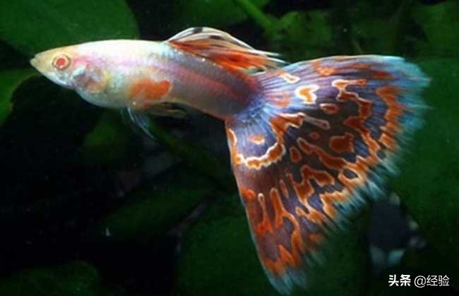 孔雀鱼吃多大的颗粒,孔雀鱼吃什么饲料最好