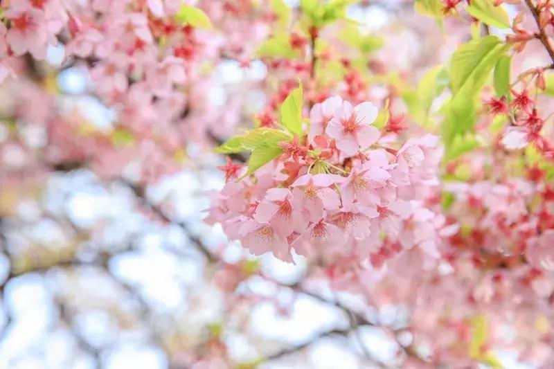 最适合赏花的花,视觉盛宴五种赏花名花供您选择