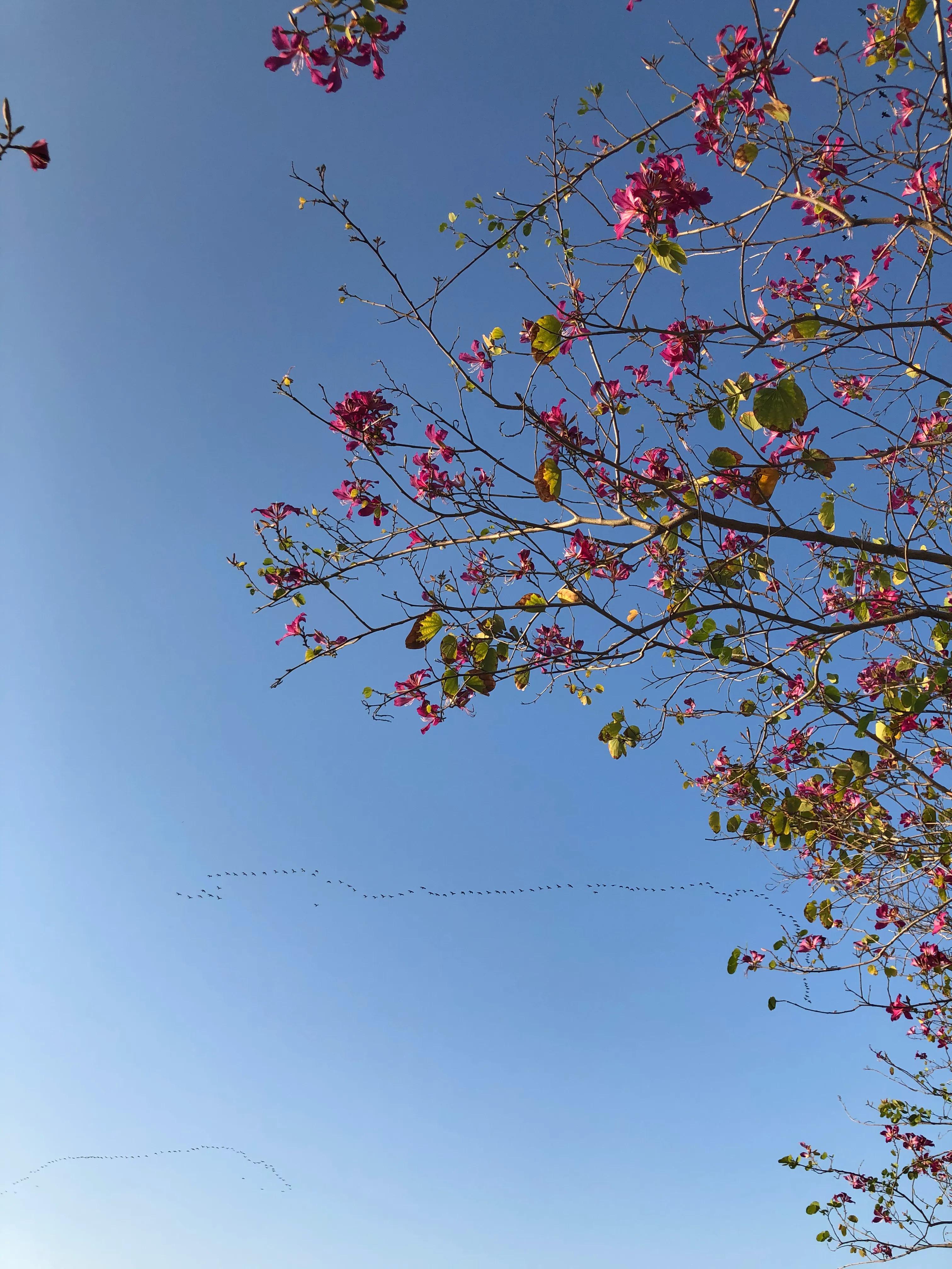 厦门集美学村龙舟池好玩吗,厦门集美学村龙舟池捞鱼