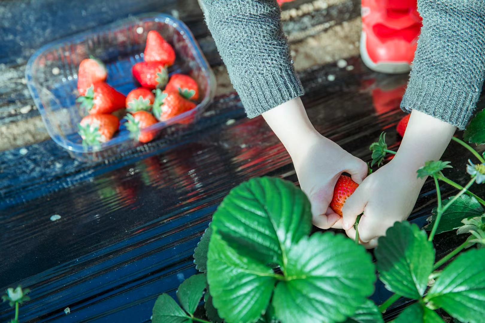 三寰牧场清明节踏青活动“友田计划”招募合伙人,共享春日生机
