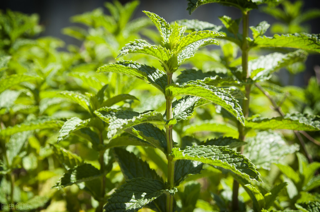养薄荷会出现哪些问题,养薄荷为什么会死