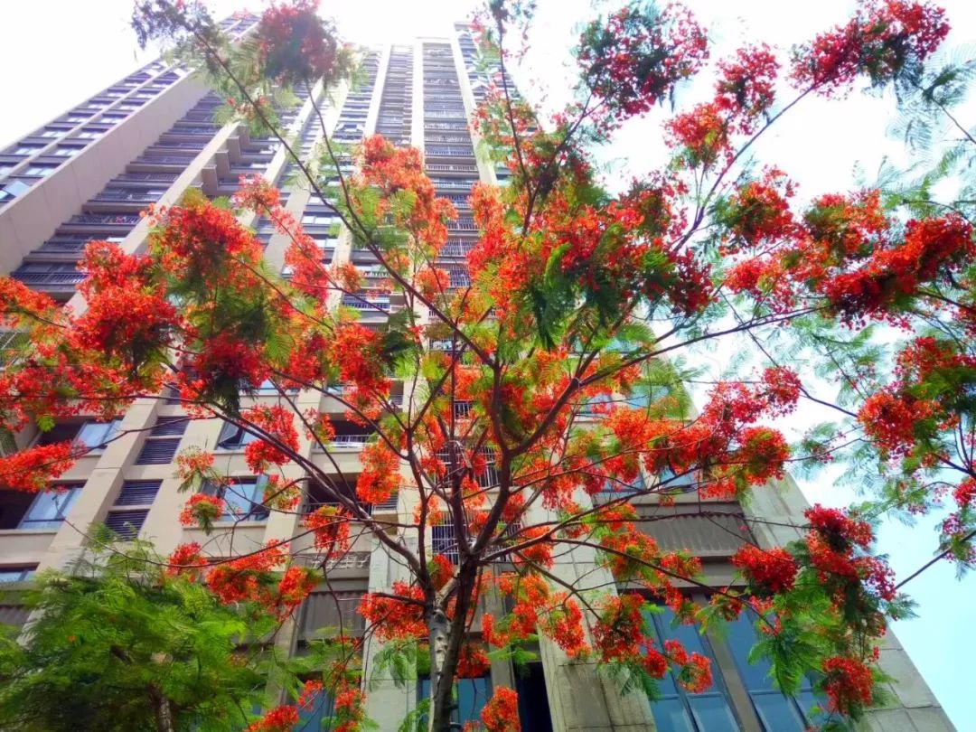 毕业季的凤凰花和栀子花,毕业季凤凰花开的时候