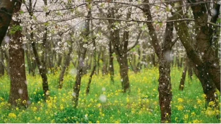 世界最大的樱花园,世界最大的樱花园在贵州吗