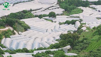 巨峰葡萄在中国的历史,巨峰葡萄谁引进