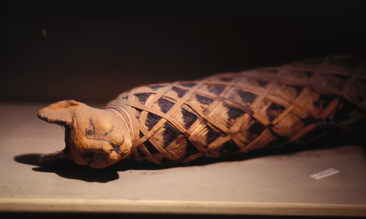 古埃及崇拜猫的音乐,古埃及人为什么怕猫