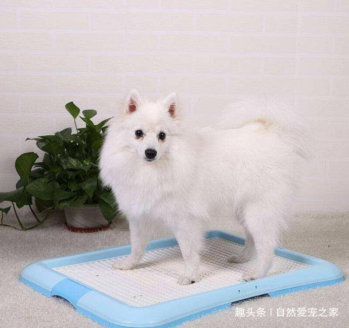 怎么能让狗狗在家不到处尿,如何帮助狗狗建立正确的排便习惯