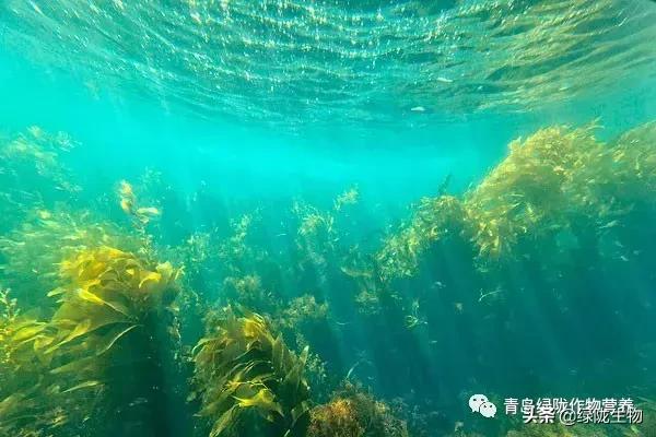 海藻精如此强大，你真的知道吗？