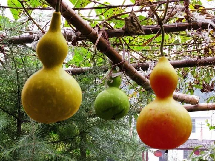 生活能手小葫芦，是*疆新**艺术的“灵感缪斯”