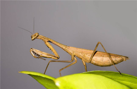 巨螳螂吃什么食物,螳螂吃什么蔬菜讲解