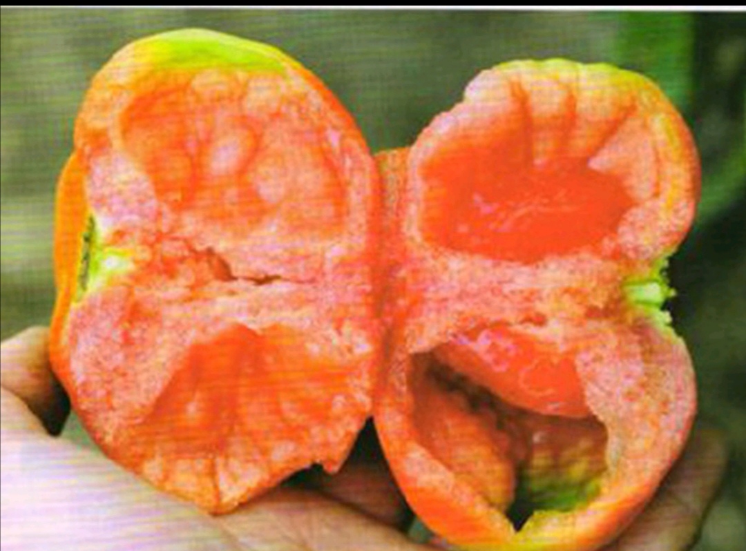 番茄空心果怎么补救,番茄空心有棱是怎么回事