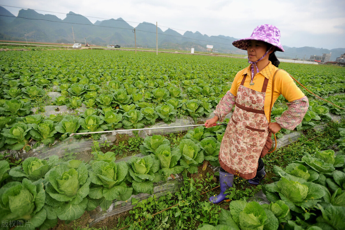 白菜生虫子,别动不动就施药,喷点家里不起眼的小东西也管用