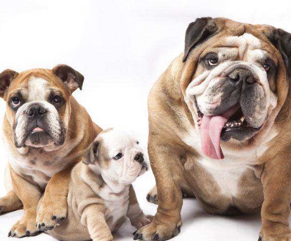 柴犬柯基傻傻分不清,柴犬分辨得出坏人吗