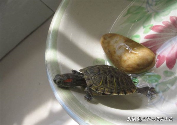 新手养龟误区看看你中了几个,正确的养龟方式和错误的养龟方式