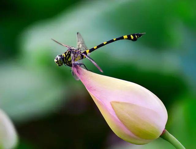 广州有荷花的地方,广州周边的荷花景点推荐