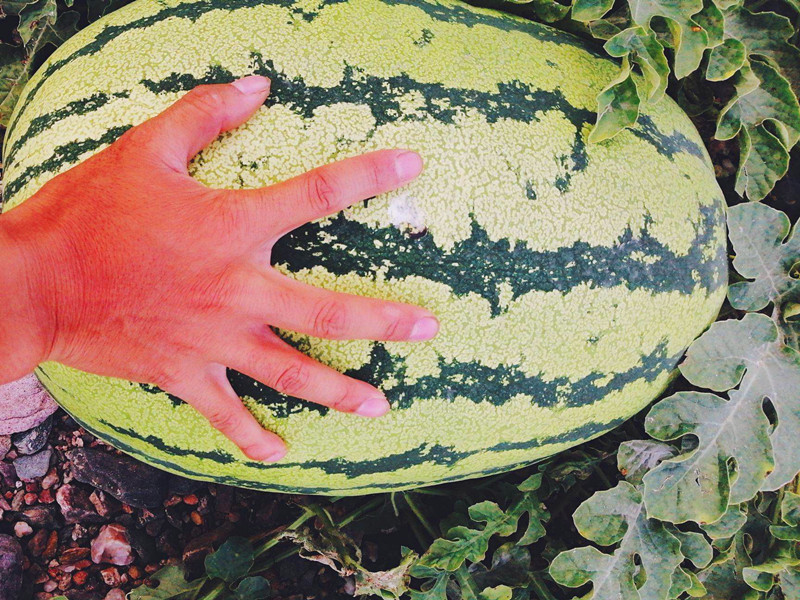 禁种戈壁西瓜的原因,戈壁西瓜为什么禁种