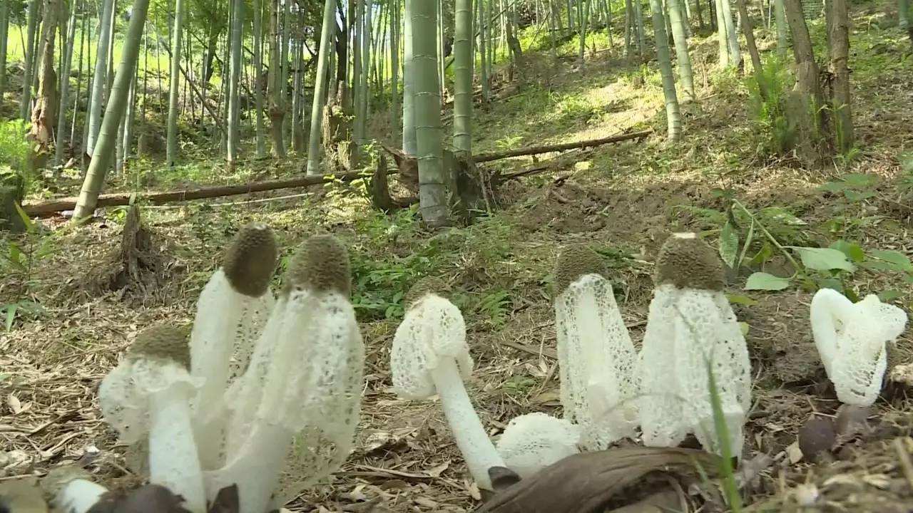 竹荪增收技术,竹荪林下种植技术视频