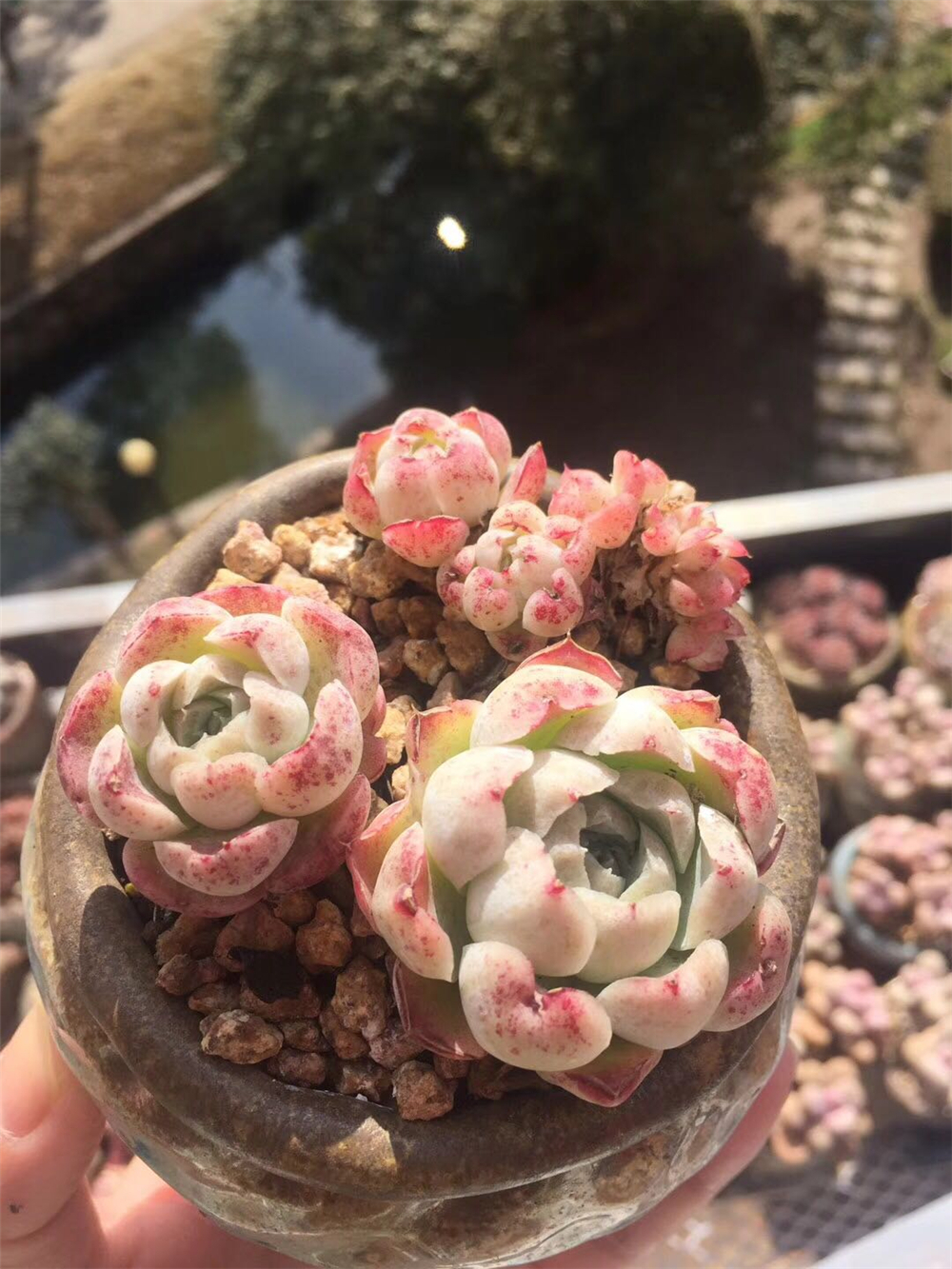 夏天多肉泥土里容易长虫,夏天多肉浇水会死吗