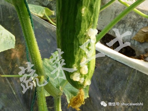 细菌感染不用吃药能好吗,细菌感冒不用吃药自愈