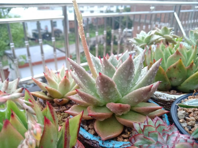 多肉植物成功授粉后,“这些”要点一定要注意