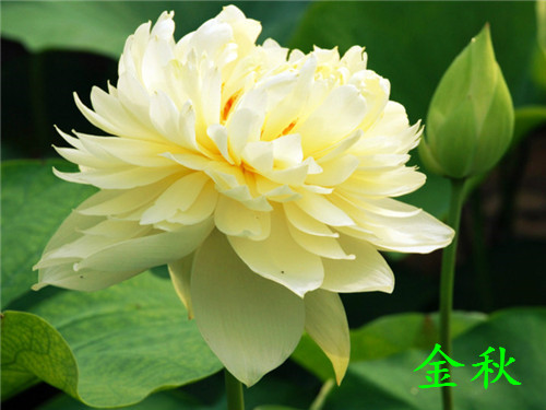 开展种植荷花技术培训会,荷花种植技术步骤