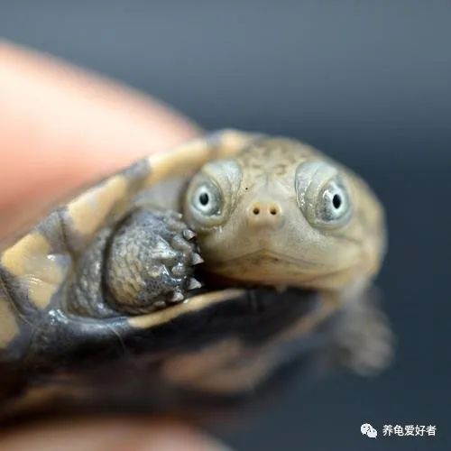 养龟的十大常见问题,养龟的十大准备