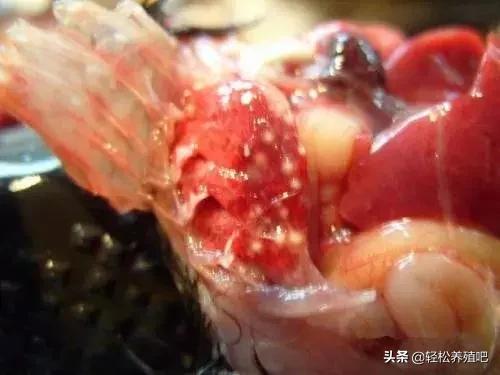 「养殖大全」鸡吐水有哪些原因，怎么治疗