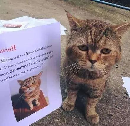 猫咪走丢了用什么方法找回,猫咪走丢了找回来的方法