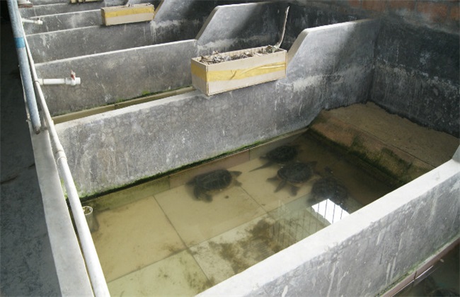 乌龟冬天怎么养才会认主人,乌龟冬天怎么养的