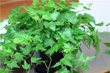 2021央视十大除甲醛植物排行榜,客厅适合摆放的十大植物除甲醛