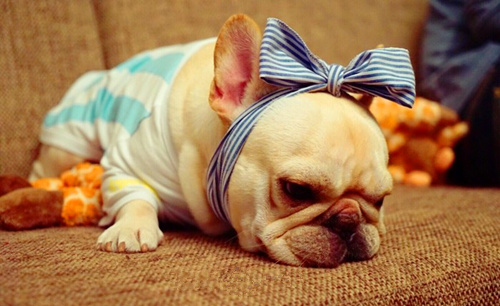 新手法斗到底如何养,法斗有多可爱就有多难养