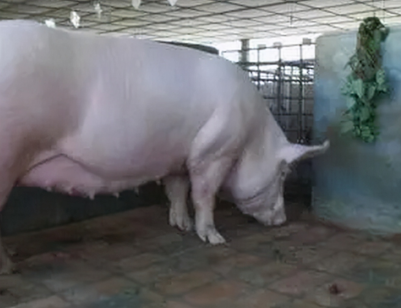 母猪到了预产期还不产子十多天了,母猪预产期过了