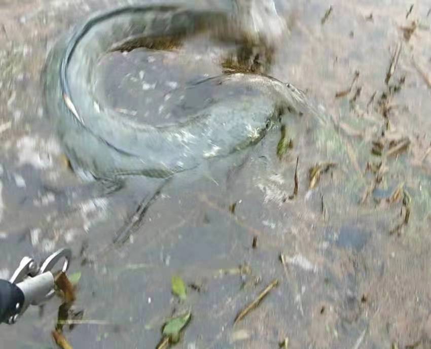 crony科尼渔具,crony科尼路亚微物竿