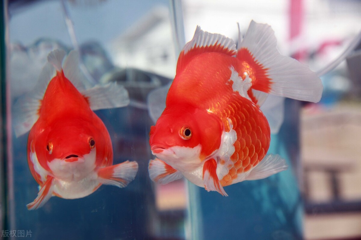 引滦入津后，天津人家家户户养金鱼，花鸟鱼虫市场眼花缭乱