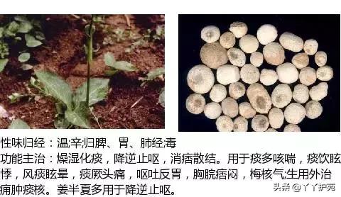 农村身边的中草药主治与功效,中草药全图谱与功效