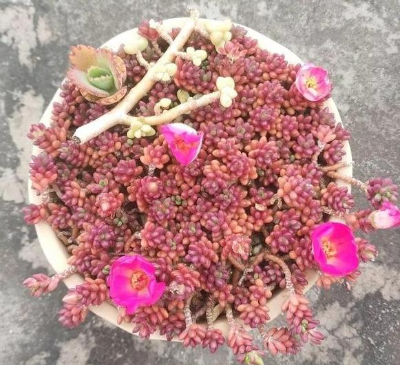 紫米粒多肉的养护方法,多肉紫雾小苗怎么扦插