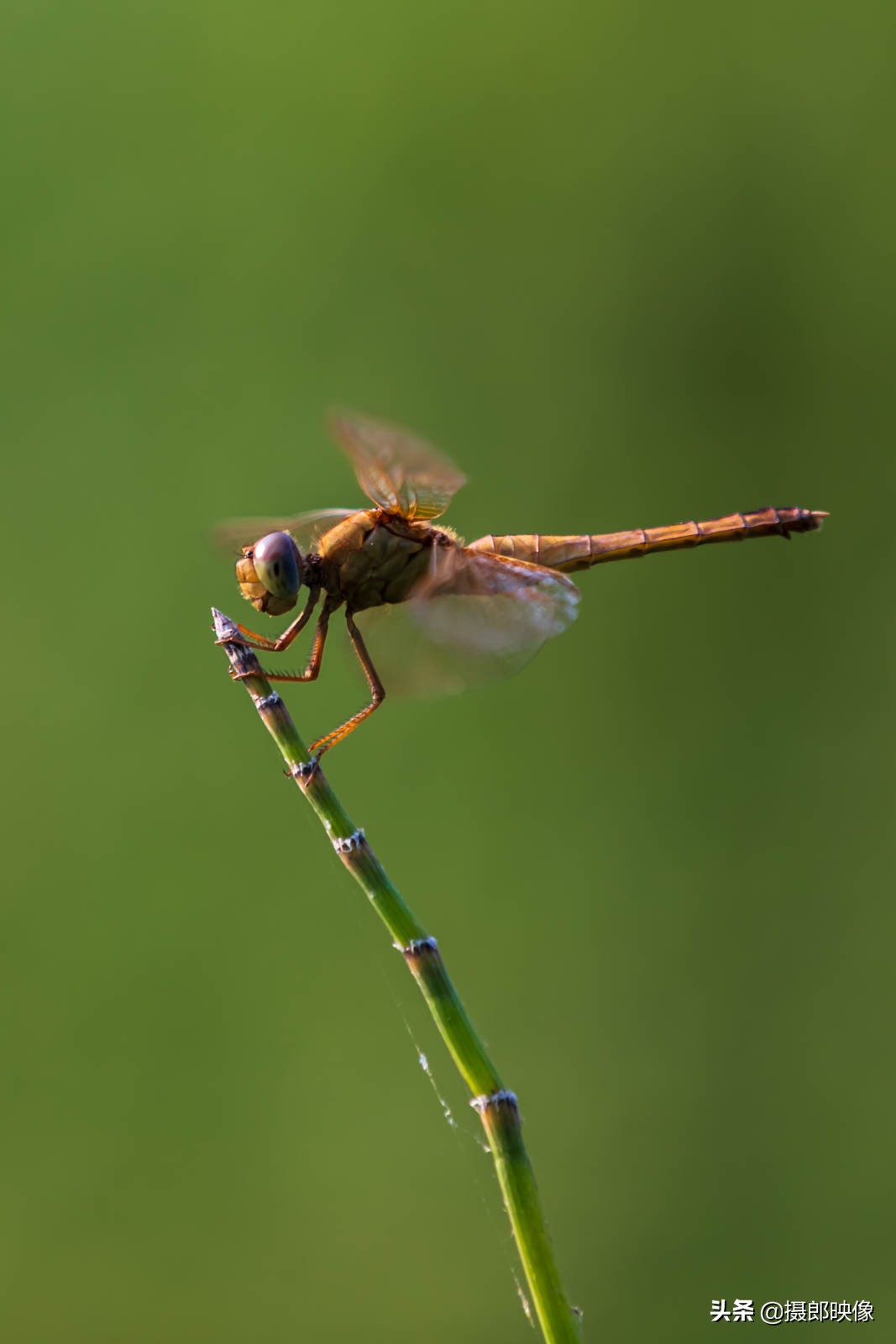 鍎挎椂璁板繂鐨勭孩铚昏湏,鍎挎椂鐨勭孩铚昏湏