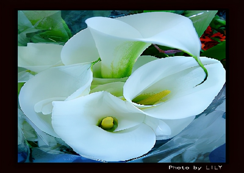 世界各国的国花和国树是什么,世界各国国花大开眼界美到爆