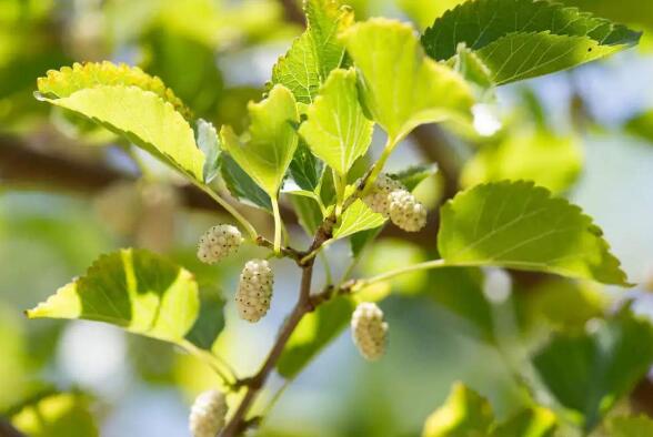 怎么种植桑树,蚕农种植什么桑树品种好