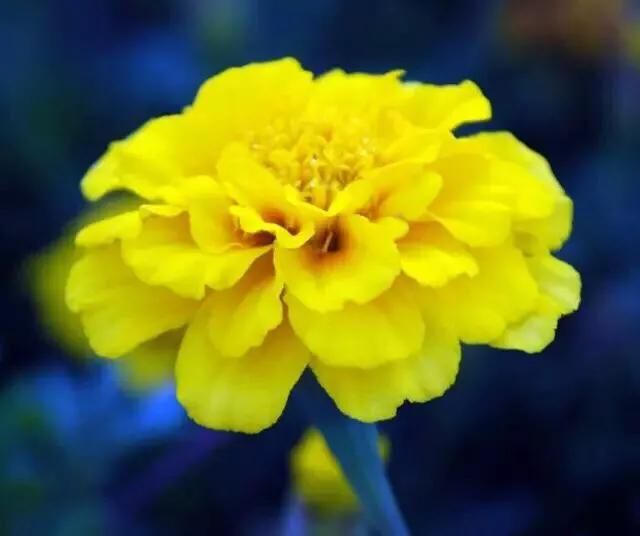 孔雀草叶,孔雀草花色艳丽