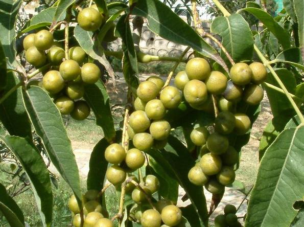 树菠萝种植技术和管理方法,菠萝苗的种植方法和注意事项