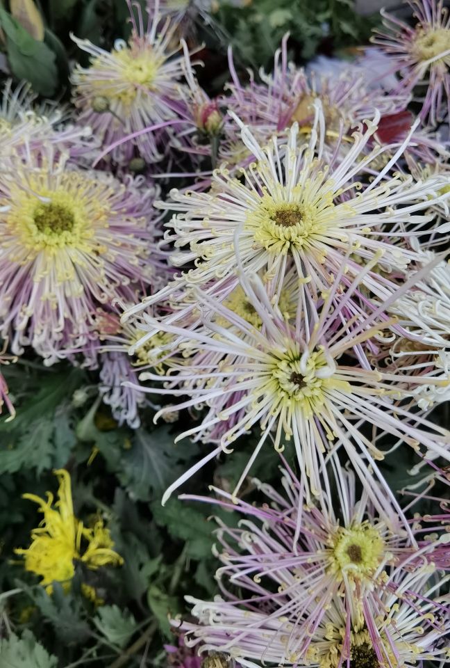 小学数学深度学习的有效策略,对小学数学深度学习的几点看法